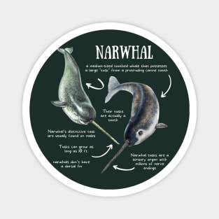 Animal Facts - Narwhal Magnet